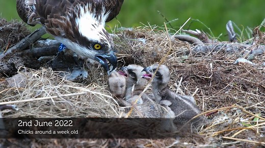 Evening Tonight's quick video is for everybody that likes to see friendship, harmony and equitable feeding in an osprey nest :-) | Dyfi Osprey Project