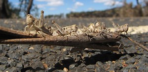 How many locusts does it take to start a biblical plague? Just three