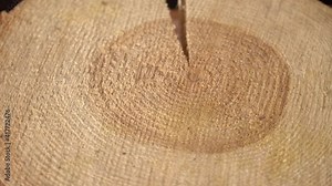 A cross-section of an old pine tree with countless tree rings indicating age. A large round piece of wood with a cross-section with a concentric pattern of wood ring texture and cracks rotates around