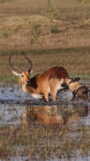 776K views · 8.3K reactions | They may look like dogs, but don’t be...