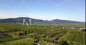 Vineyard landscape and vines in the southern Rhineland Palatinate on the eastern edge of the Palatinate Forest