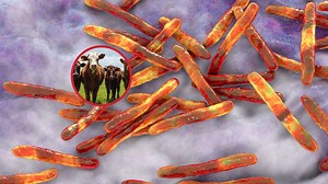 Tuberculosis zoonótica, una antigua historia compartida entre animales y humanos