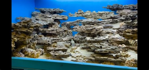 Aqua Scaper on Instagram: "Aquascape hardscape with honeycomb wood and dragon stone from PiscesUSA. #Aquascape#aquascapes#aquascapeindonesia#aquascapejakarta#aquascapedesign#aquascapepemulaindonesia#aquascaping#fishtank#fishtanks#aquarium#aquariums#aquariumdesign#aquariumhobby#reeftank#terrarium#fishbowl#natureaquarium#plantedtank#plantedaquarium#plantedaquariums#freshwateraquarium#hardscspe#dragonstone#diorama #dioramas#aquaticplants #freshwatertank #freshwaterfishtank #aquascapingworld #aquari