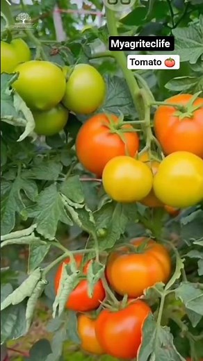 Tomato Farming in Greenhouses | myagriteclife