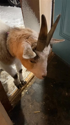 Just call us Motel 6 cause we’ll leave the light on for ya … and have your snacks prepared. #Hello #welcomehome #Margie #knockknock #neveradullmoment #thislife #goats #comeonin #sanctuary #rescue #secondchances #thewish | Wilson's Wish