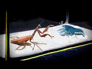 Praying Mantis vs Crayfish