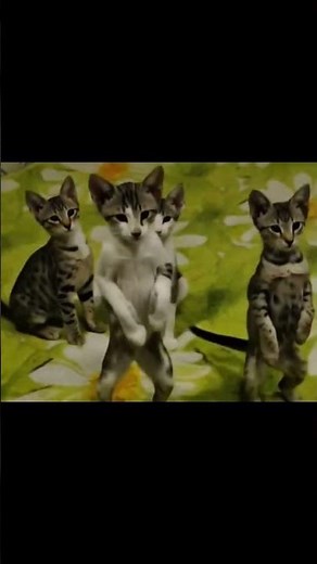 #котытанцуют #баобаб