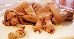 Would you want to live in a world with animal human hybrids?