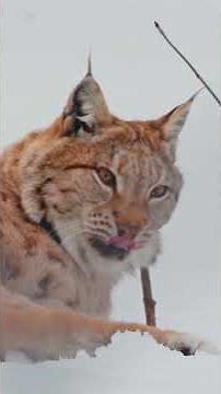 You Rarely See a Lynx This Close | Silent Forest Predator in 4K HDR