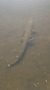 🌊🔍 Can you spot the alligator? This little guy is lurking just beneath the surface at Gatorland, perfectly camouflaged in the water! 🐊💦Right now, alligators are on the move across Florida—searching for mates and nesting spots. That means you could see them in lakes, ponds, canals, and even unexpected places! Always stay alert, keep a safe distance, and never feed wild alligators—it’s not just dangerous, it’s illegal!#alligator #alligators #florida | Gatorland Orlando