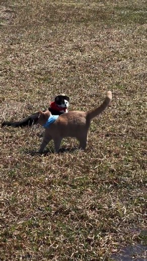 Meowdy purrtners