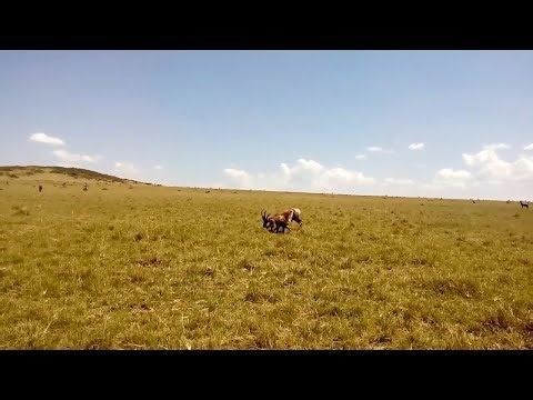 Topi caught by hyena and gets eaten alive