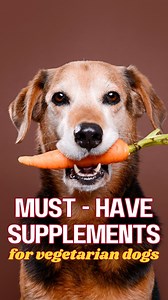 Dogs are omnivores, which means they can survive on a vegetarian diet — but only if it’s balanced and supplemented properly. A meat-free diet often lacks: ❌ Complete amino acids ❌ Vitamin B12 ❌ Omega-3 fatty acids (EPA & DHA) ❌ High-quality protein ❌ Calcium & Vitamin D3 ❌ Digestive enzymes & good gut bacteria ✅ The Must-Have Supplement Checklist: 1. Omega-3 2. Pre Probiotics 3. Calcium Vitamin D3 4. Vitamin B12 5. Multivitamin (Vet-approved, Gelatin-Free) And finally — observe your dog. Their p