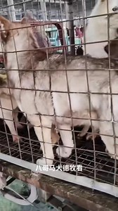 6.7K views · 239 reactions | Dog meat is eaten all over China, but especially in the southern and northeastern parts of China. This fresh video comes from Liaoning, a coastal province in northeastern China. There is an infamous dog market in Liaoning. The awesome rescue group Paws Of China has rescued dogs from there. #illegaldogmeattrade #wearenotfood #bantheconsumptionofdogs #dogslifeinchina #mansbestfriend #stopyulin | We Are Not Food | Facebook