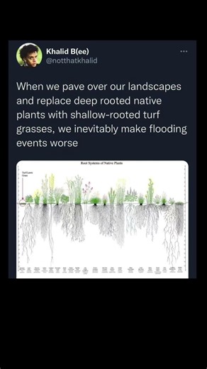deep roots reduce flooding | Subscribe for more #motivation 😊👍