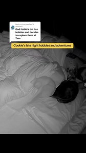 1.3M views · 39K reactions | Here are some of my favorite clips of Cookie's "hobbies" from the past couple months. #cookiecat #catsofinstagram #orangecat #catmom #zoomies #kitten #catlover #petcamera #tuxedocat #funnypets | itscookiecat | Facebook