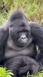 Silverback mating behavior is governed by a strict social hierarchy. As the leader of a troop, the silverback typically has exclusive breeding rights to all sexually mature females in his group, though the process is more collaborative than one might expect. For more details about this tour,contact us today on: WhatsApp: 256788506702 📧: info@pearlnatureholidays.com 🌐: www.pearlnatureholidays.com | Onyiko Denis