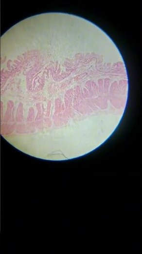 Smooth Muscle under Microscope 🔬#smooth #muscle #tissue #micro #histology #intestine #stomach #lab