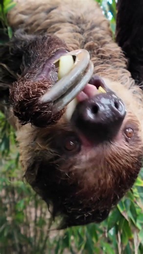 Sally the Sloth arrives at the Zoo and is settling into the Rainforest Habitat exhibit. #sloth