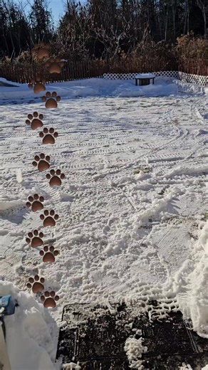 Team Fido Dog Training on Reels