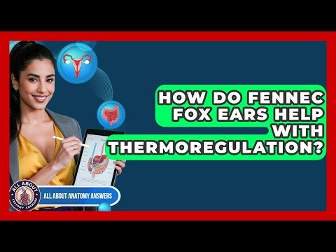 How Do Fennec Fox Ears Help With Thermoregulation? - All About Anatomy Answers