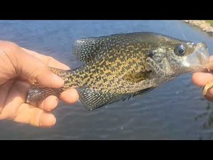Catching crappie off the bridge