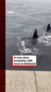 4M views · 59K reactions | A pod of orcas has caused a stir by swimming up alongside onlookers in Lerwick.  More ➡️ bbc.in/4eQIk3m | BBC Scotland News | Facebook