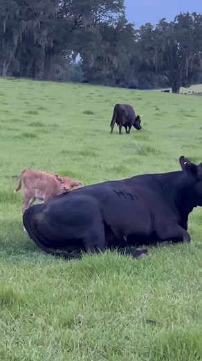 1.2M views · 10K reactions | You ever end up watching one of those...