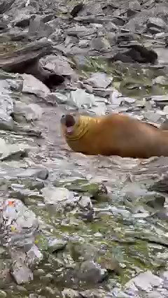 2.4K views · 59 reactions | A glimpse into the wildlife of the South Atlantic Ocean!  • Places like South Georgia and the South Orkneys islands are home to incredible wildlife diversity including different species of penguins, seals, whales, and seabirds. 玲 • Click this link to learn more about South Georgia: https://fal.cn/3q5je • #Penguins #Seals #Travel #SouthGeorgia #southorkneyislands #QuarkExpeditions #AdventureTravel #TravelwithQuark | Quark Expeditions | Facebook