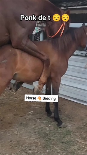 Horse 🐴 Meeting #farriersoftiktok #animallifefarrier #horsebreding #horsetok #farrier