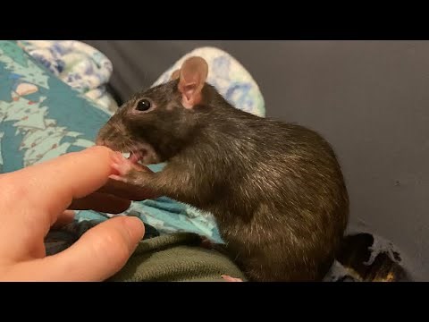 Cute Rat Loves to Clean Her Human