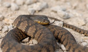 Discover the Largest Diamondback Water Snake Ever Found