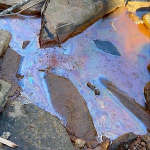 Have you ever seen a creek with a rainbow sheen to its surface? You may have been concerned about an oil spill. More likely, though, the culprit is a natural population of iron-oxidizing bacteria living in the creek. The natural death and decomposition of these bacteria produces a harmless skim on the water’s surface. When sunlight hits it, there’s an iridescent rainbow sheen to the surface. So, how can you be confident that it’s just iron-oxidizing bacteria and not motor oil? 🤔 A quick science