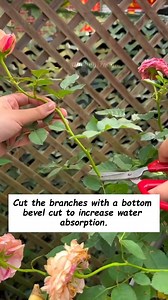Extract roses easily at home #gardening #gardentools #gardeningtools #tool #tools #gardeningmakemehappy #handtools #cooltools #satisfying #gardeners #gardeninspiration #gardening #trees #tree #treesofinstagram #treestreestrees #treestagram #gardeningtips | Garden Tips & Tricks