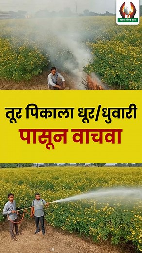 386K views · 6.6K reactions | तूर पिकाला धूर, धुवारी पासून वाचवा #तूर #शेतीसल्ला #शेतीमाहिती #कृषीमाहिती | White Gold Trust | Facebook