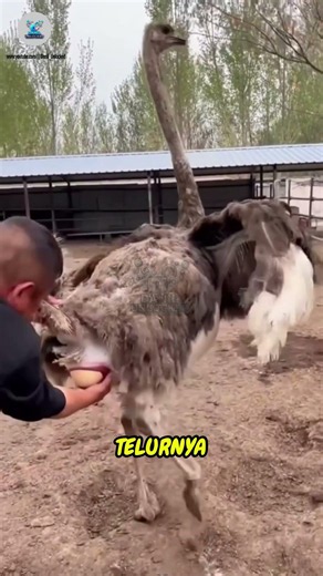 🥚🚨 Why Do Ostrich Eggs Need to Be Caught?