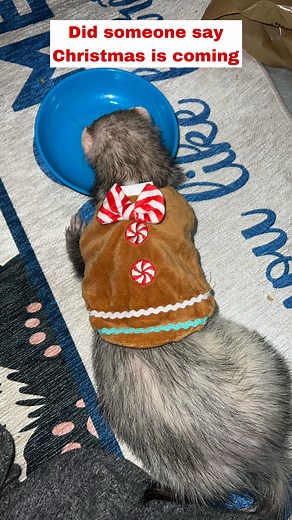 It’s a bit early, but I couldn’t resist and I absolutely couldn’t leave @petsmart without these adorable costumes! Thankfully the reptile costumes fit ferrets perfectly 😜 🎄 🎁 . . . . . . . #ferrets #cuteferrets #ferretlove #ferretlifeishard #ferretmom #christmascostume #christmaspets #petsmart #mykidshavepaws #ferretbaby #gettingreadyforchristmas | Ferrettails
