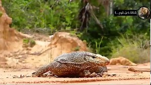 Watch what happens when snakes get angry and attack giant komodo lizards / world of predators | Daily Echoes