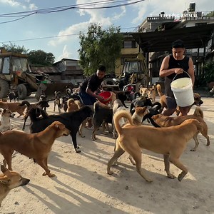 51K views · 5.9K reactions | Beautiful moment of feeding monkey and dog | Feeding Animal | Facebook