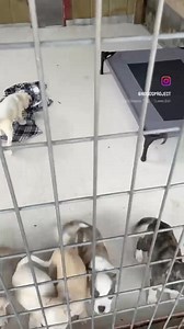 20K views · 389 reactions | Look who made it here! 殺 We've had a busy morning/afternoon with our newest transport, so we will have to share more with you all later, but for now just know that everyone is here safe & sound, and starting to settle in!  | Northwest Dog Project | Facebook