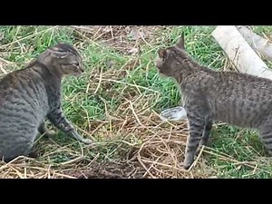 Cat fighting