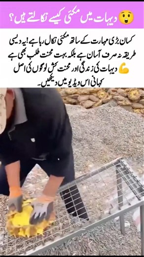 😲 How Farmers Remove Corn in Villages