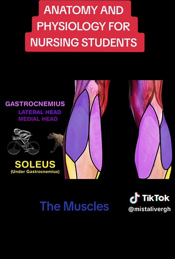 Understanding Anatomy and Physiology for Nursing Students
