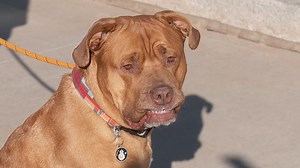 Should a barking dog or overgrown grass make you a criminal in Utah?