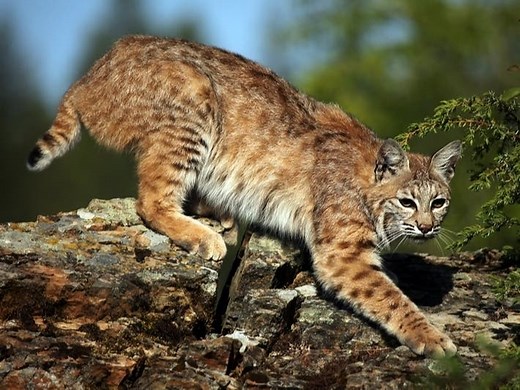 Bobcat Population On The Rise In Pennsylvania