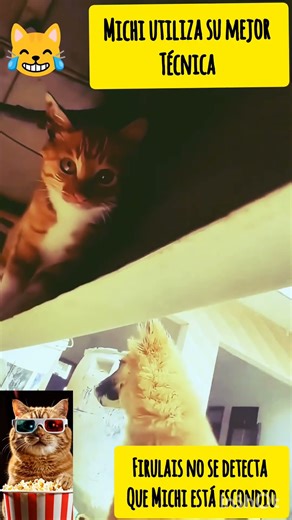 "The feline disappearance"