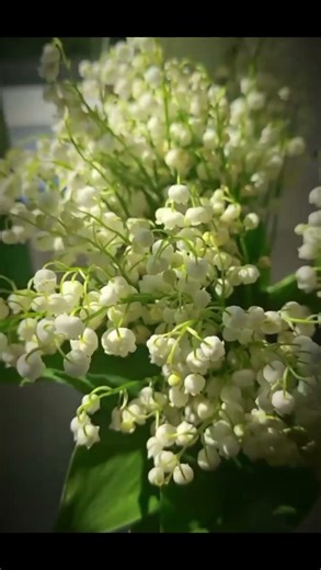 "Sau Một Đêm Mất Tất Cả" #xh #playtogether #playtogethervng