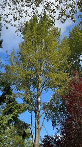 11 reactions | The gorgeous Populus tremula doing its thing #thorpperrowarboretum #thorpperrow #arboretum #tree #trees #populustremula #populus #tremble ##aspen #autumn #autumnvibes #leaves #breeze | Thorp Perrow Arboretum Wildlife Park | Facebook