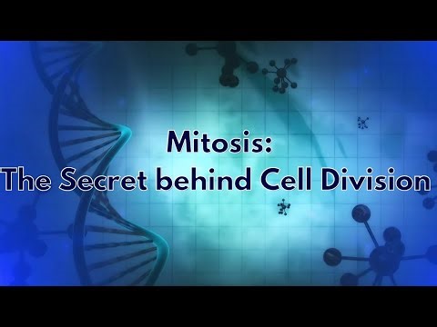 Mitosis Explained: How Your Cells Divide Perfectly Every Time!