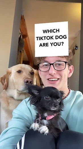 Adorable Pets Puddin and Dozer TikTok Compilation